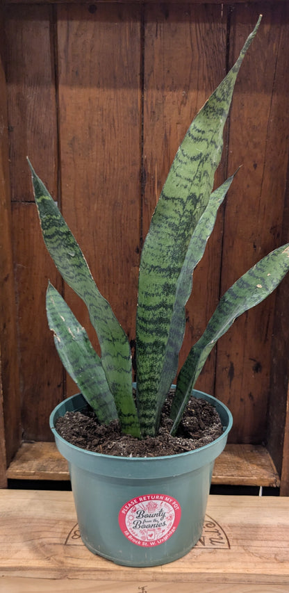 Snake Plant