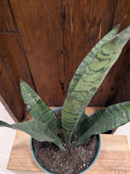 Snake Plant