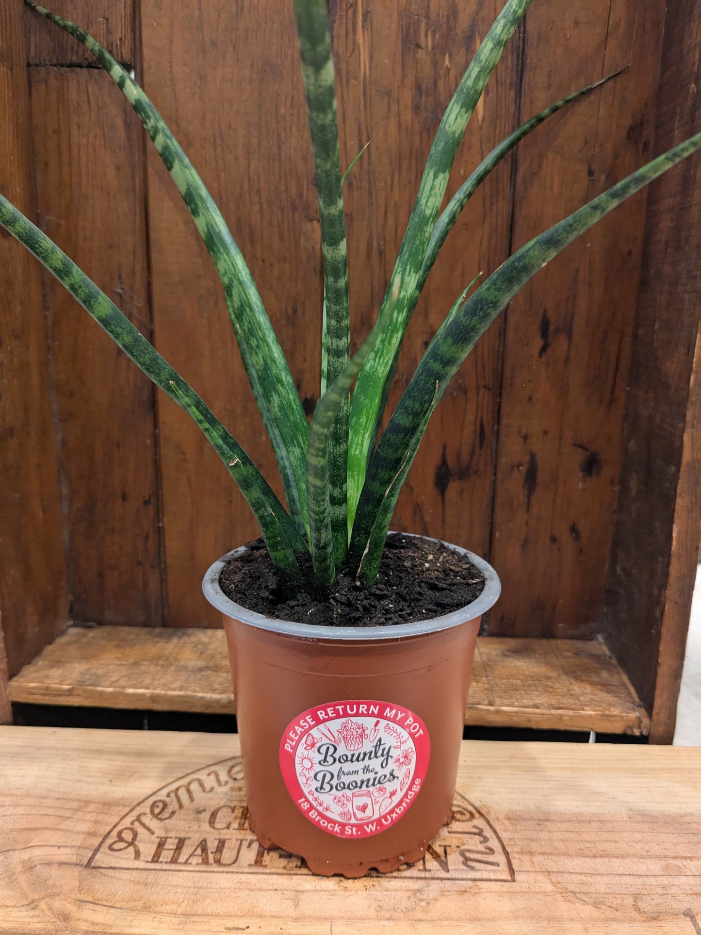 Sansevieria Fernwood