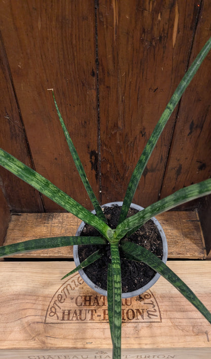 Sansevieria Fernwood