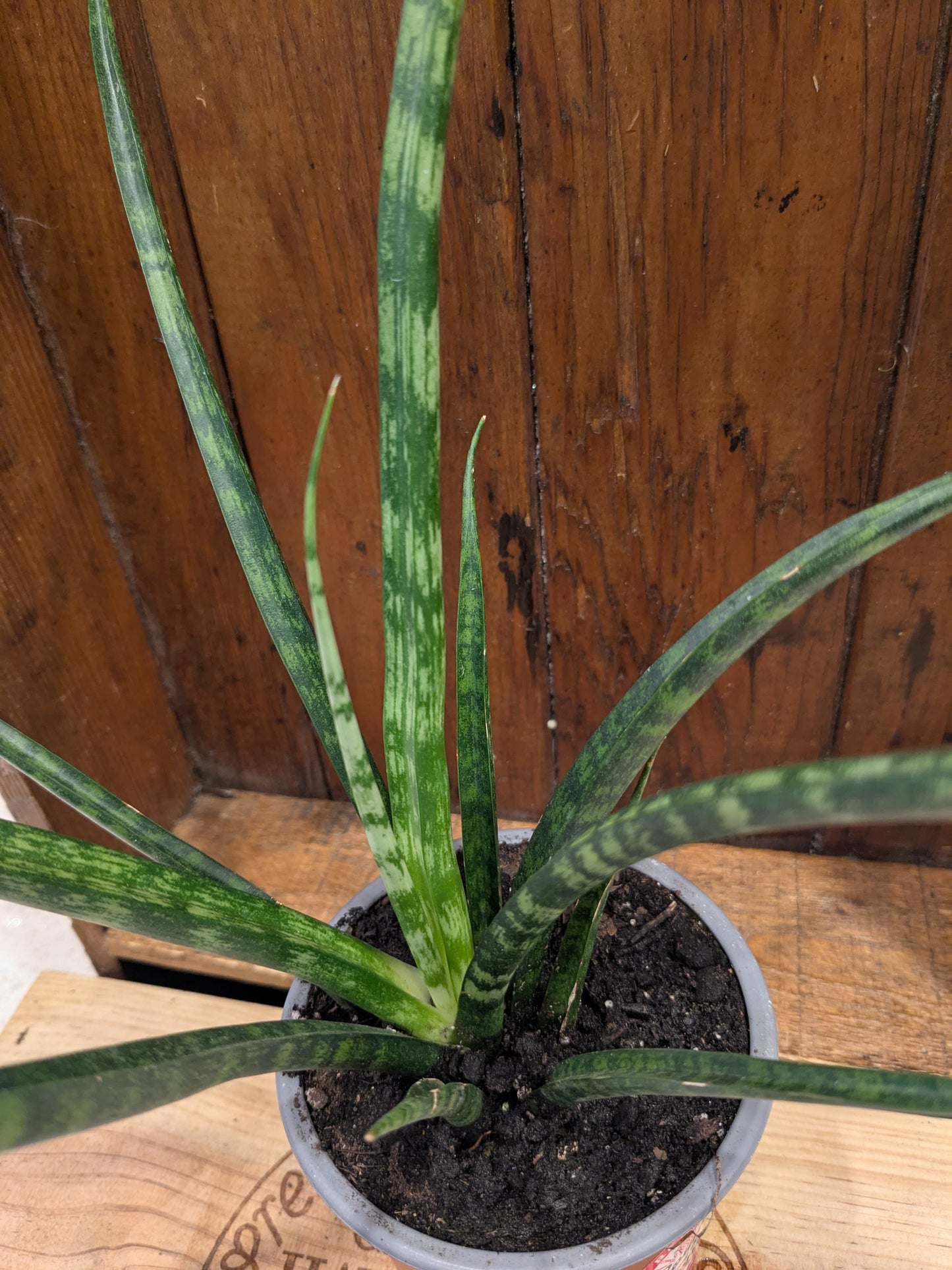 Sansevieria Fernwood