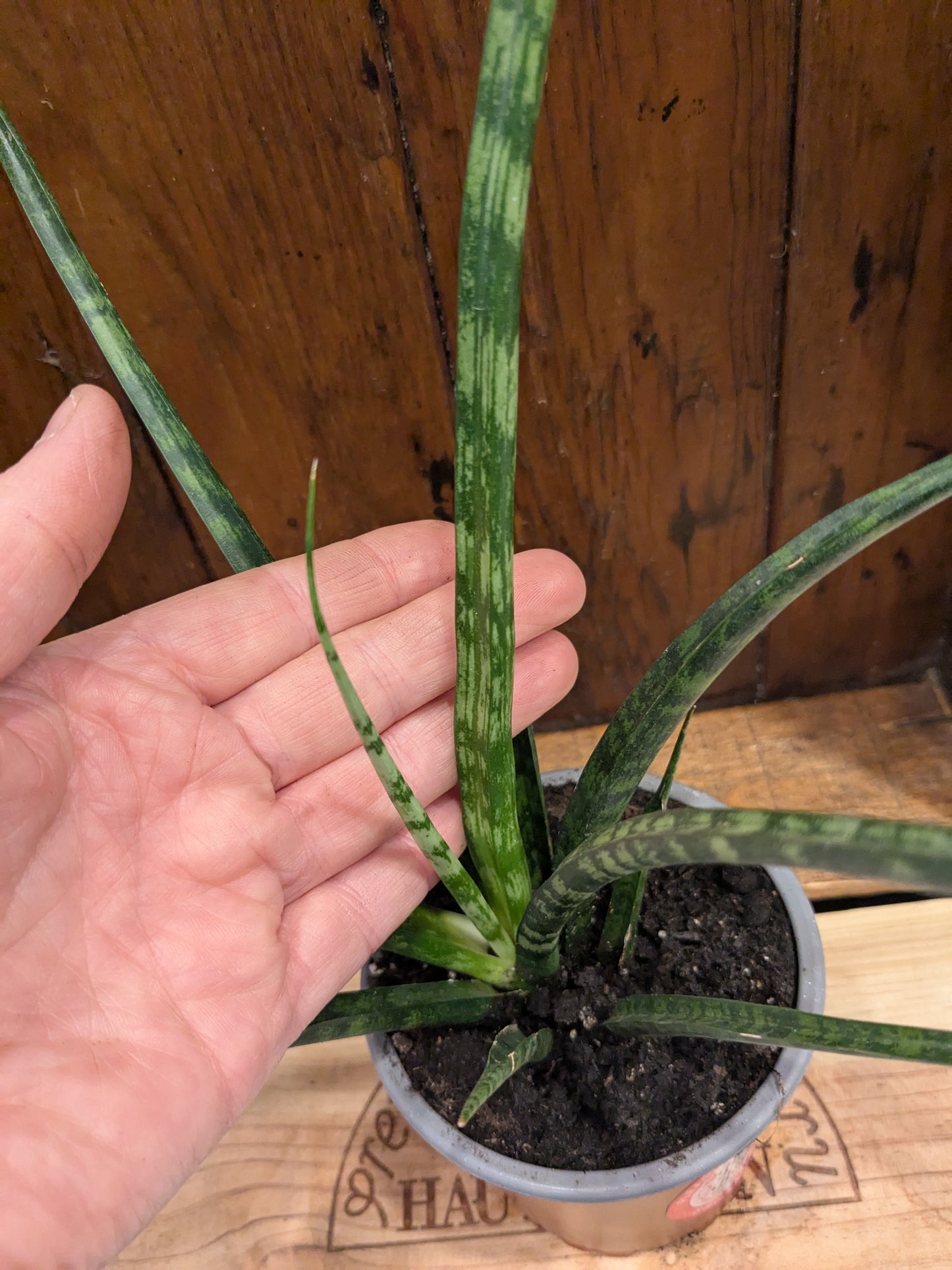 Sansevieria Fernwood