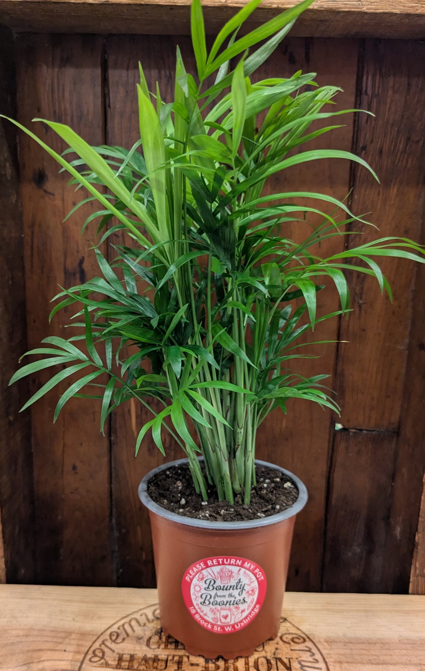 Parlour Palm