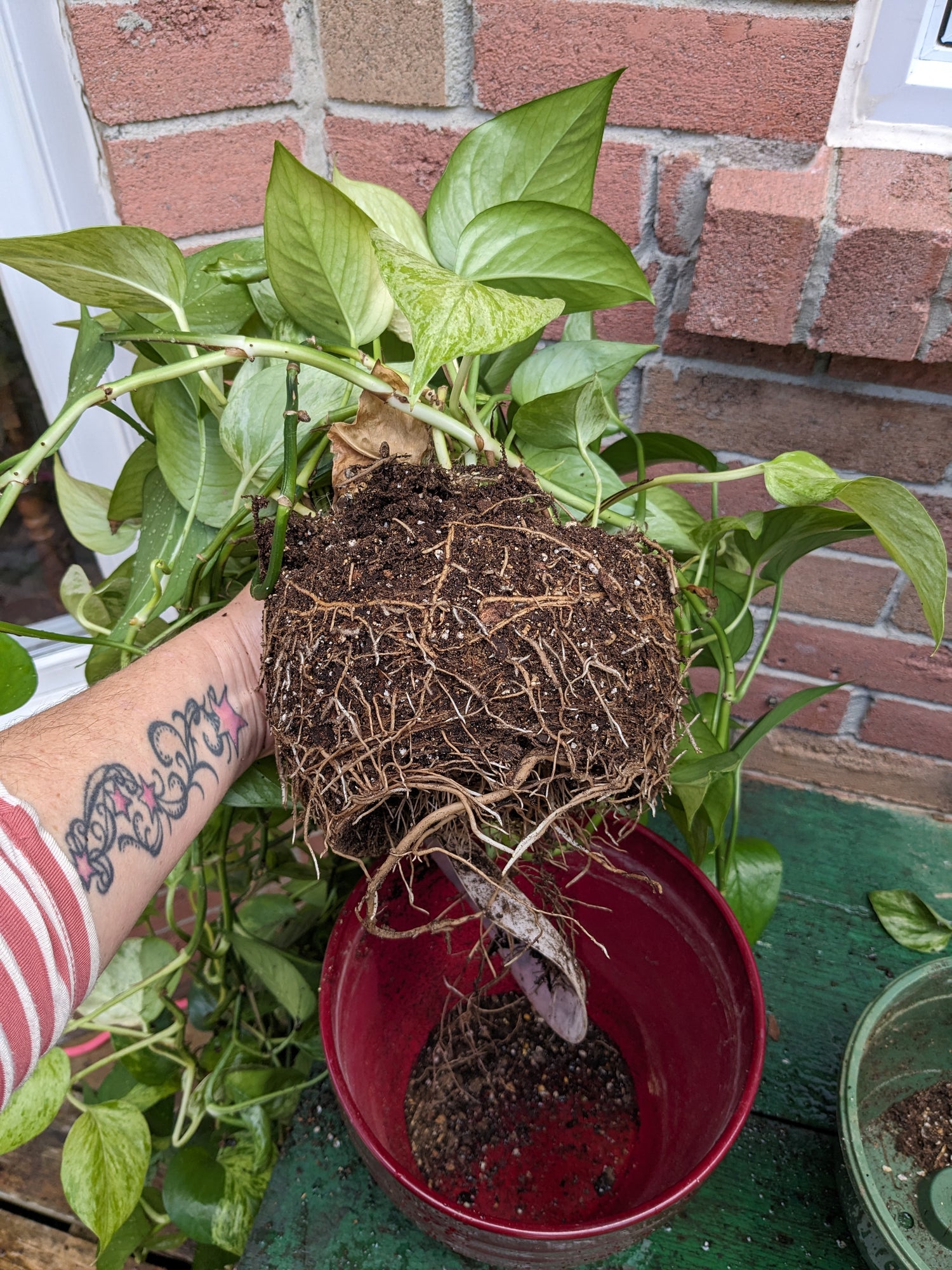 Houseplant 101 Workshop