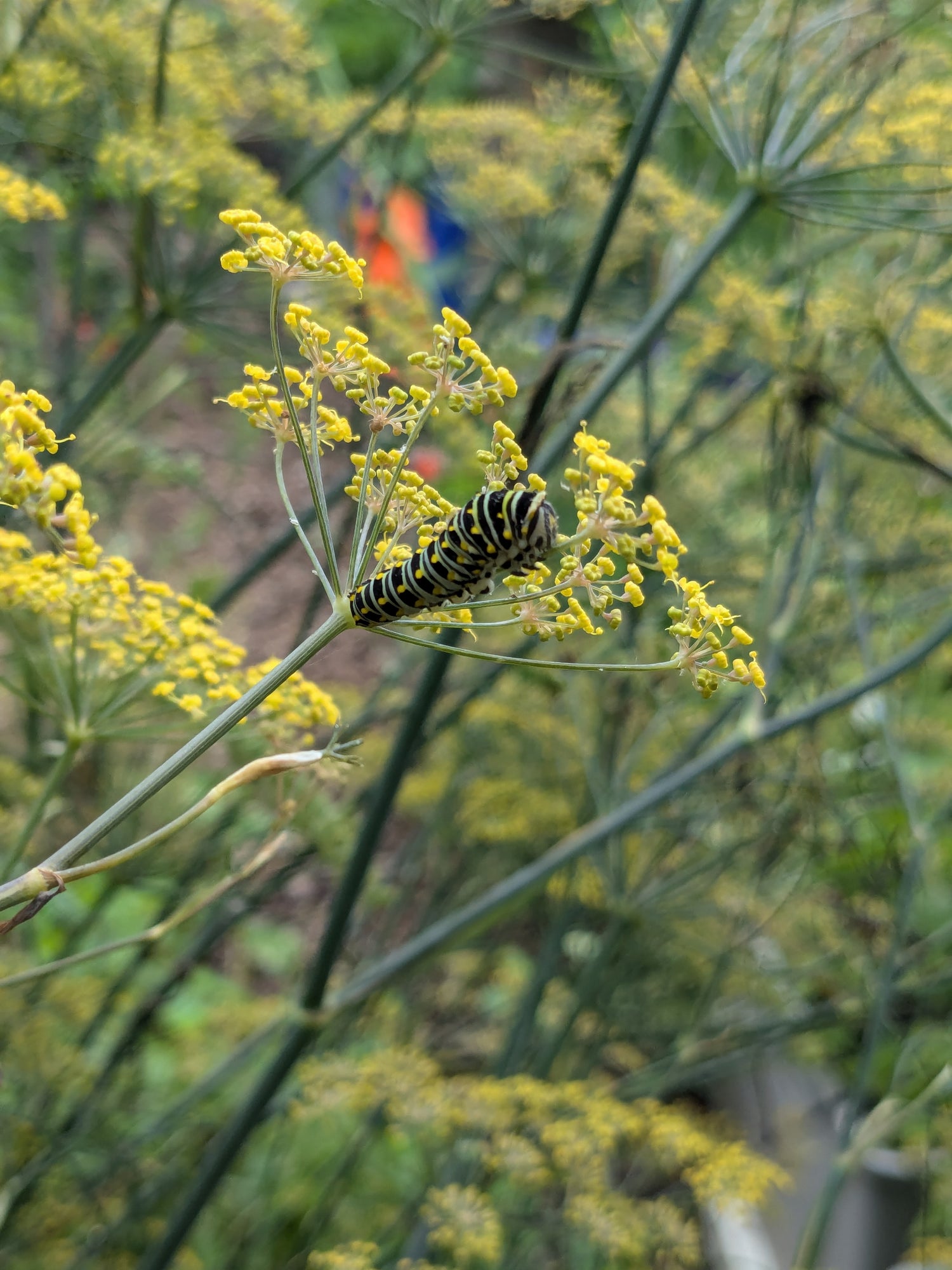 Bronze Fennel Seedlings