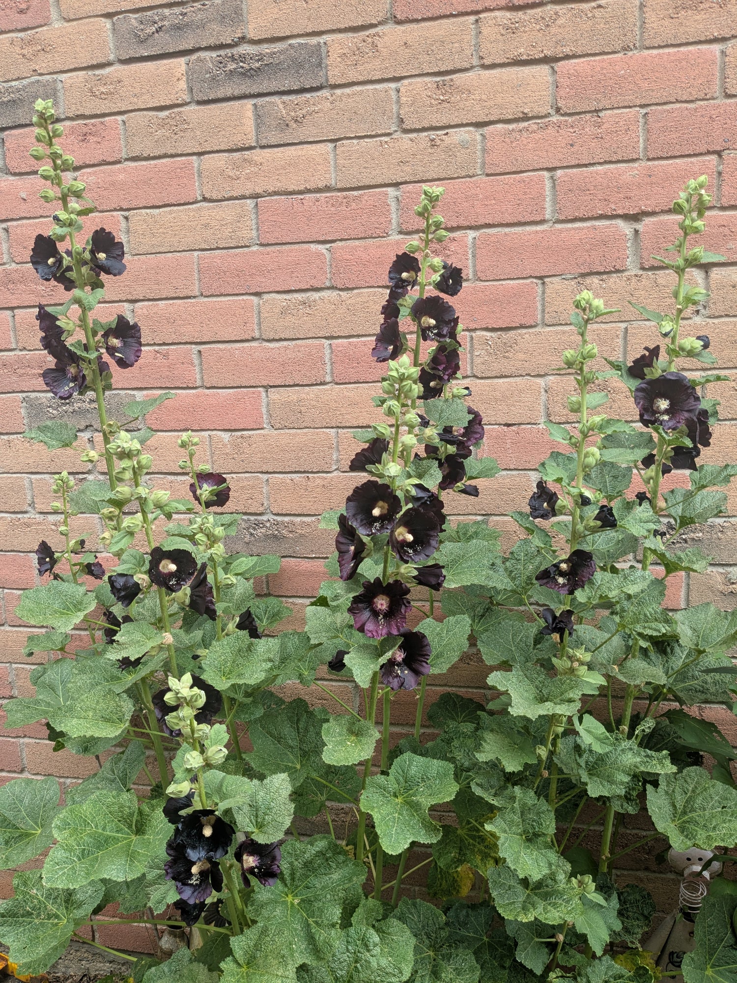 Jet Black Hollyhock- Seeds