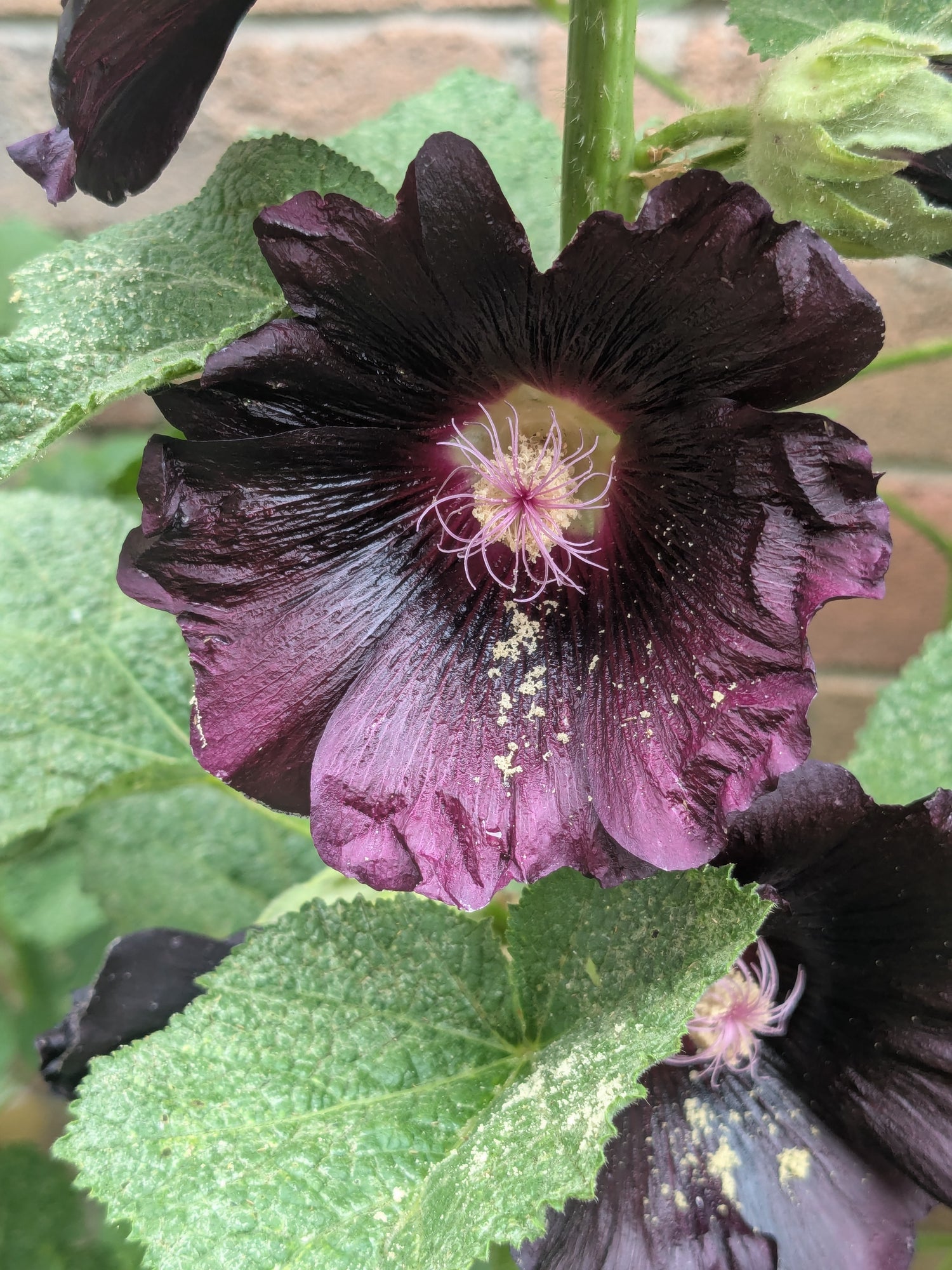 Jet Black Hollyhock- Seeds