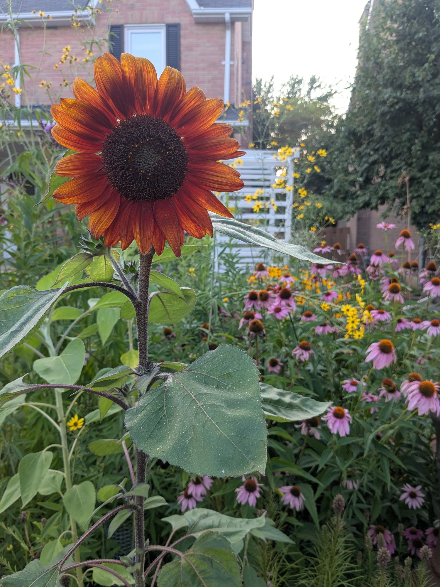 Sunflower, Autumn Beauty, Seeds
