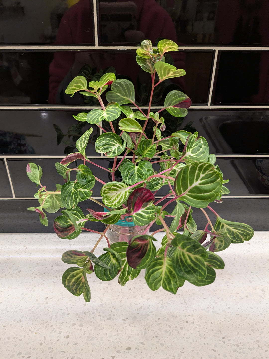 Bloodleaf Herbstii (Hybrid) - Clipping