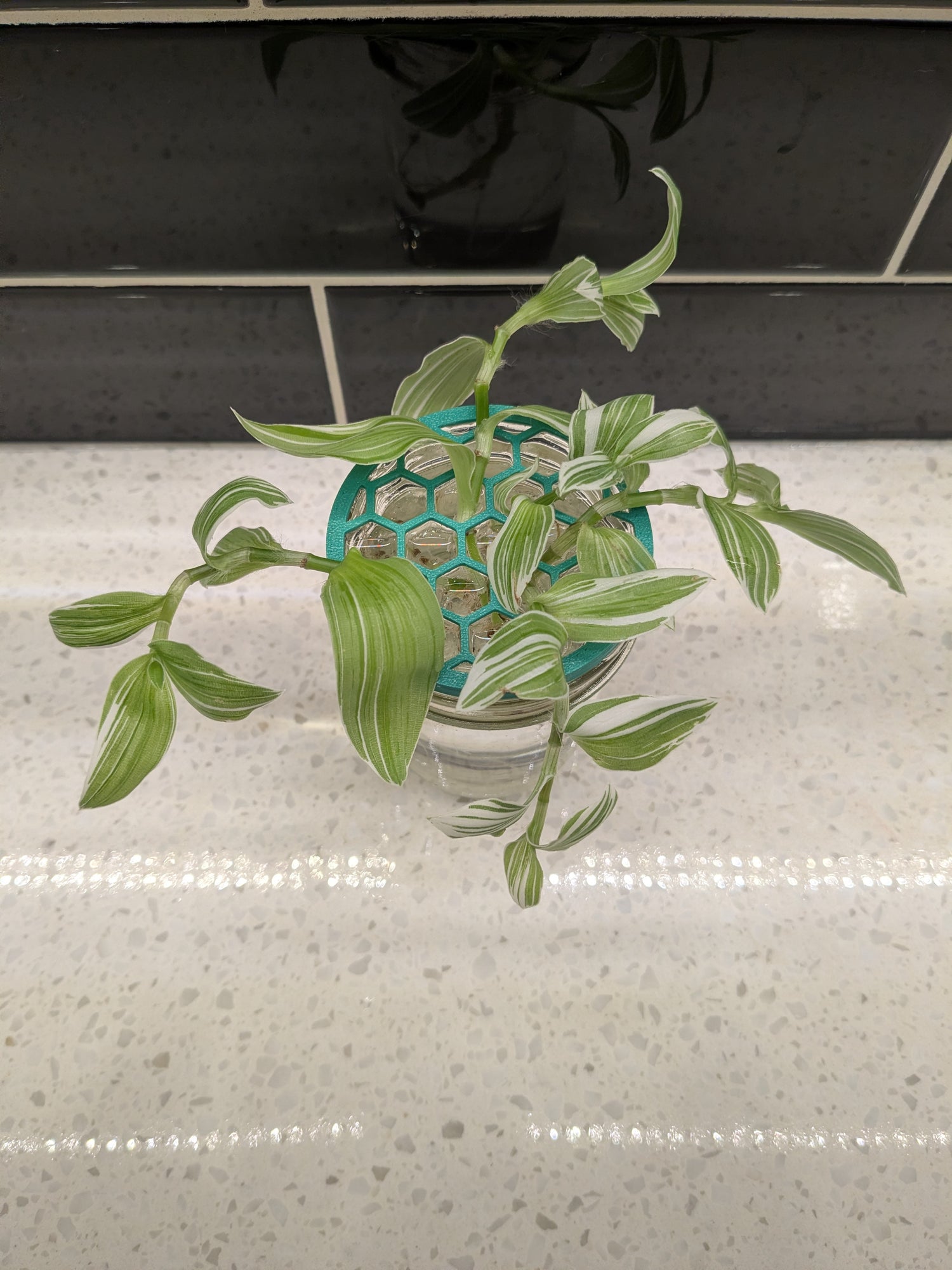 Tradescantia Fluminensis Pistachio White - Clipping