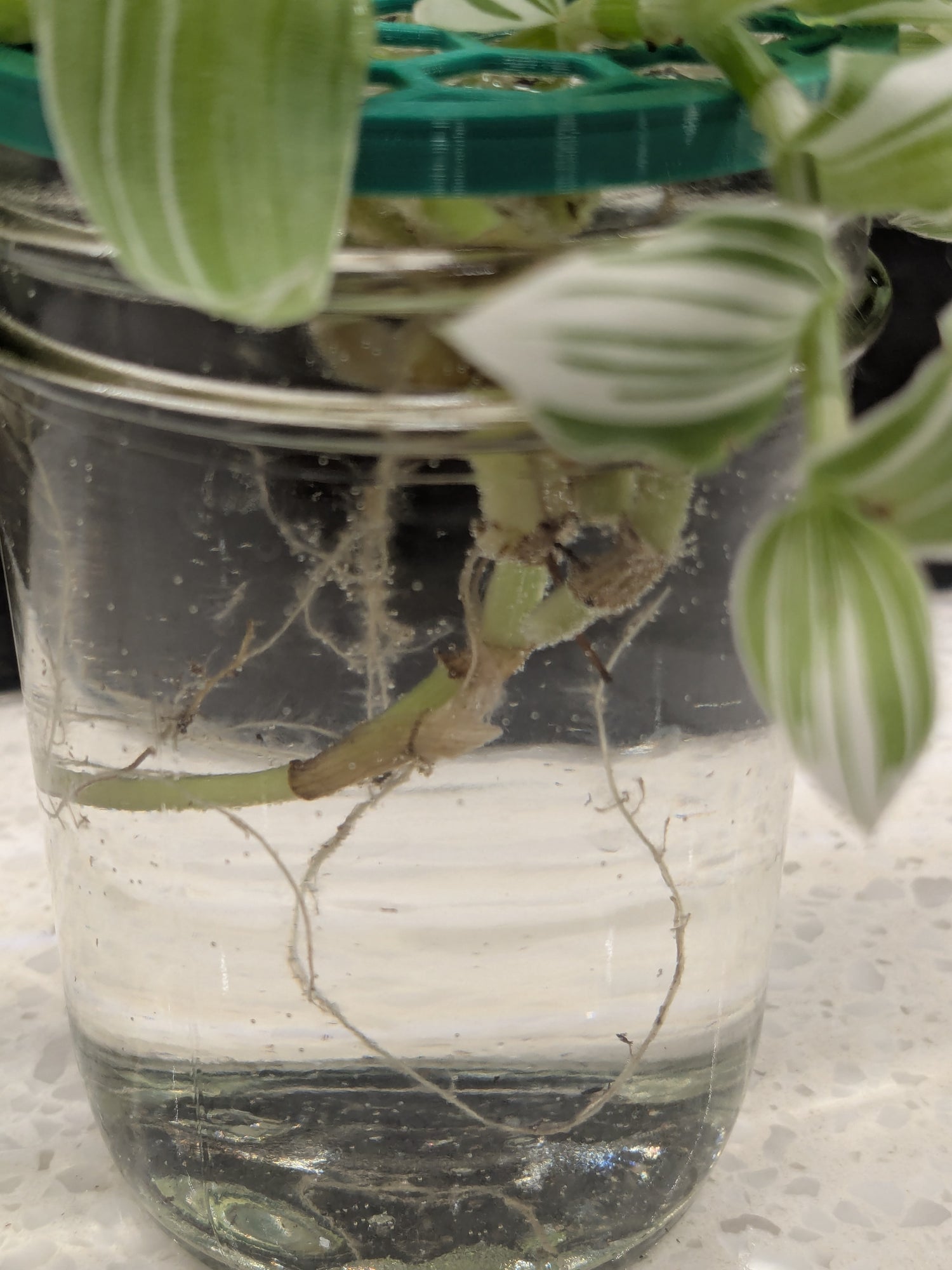 Tradescantia Fluminensis Pistachio White - Clipping