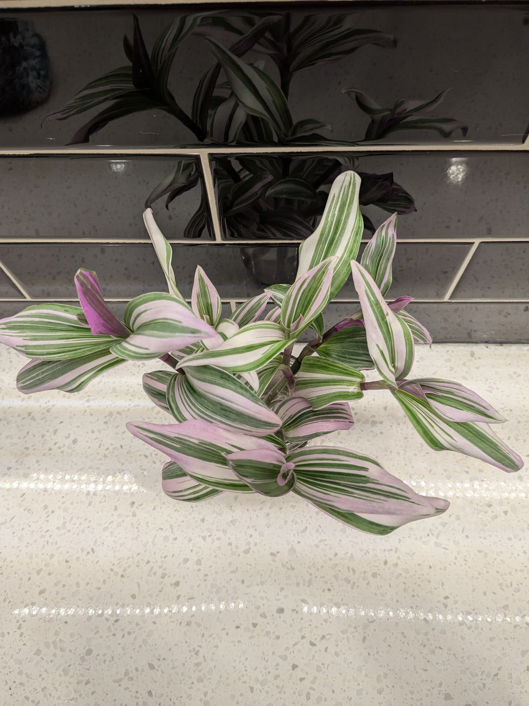 Tradescantia nanouk - Clipping