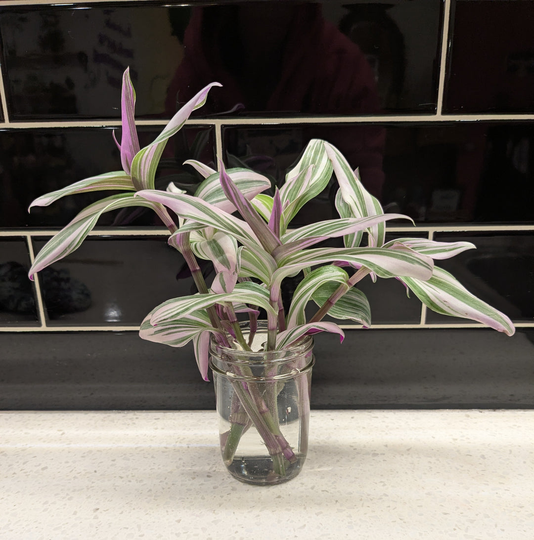 Tradescantia nanouk - Clipping