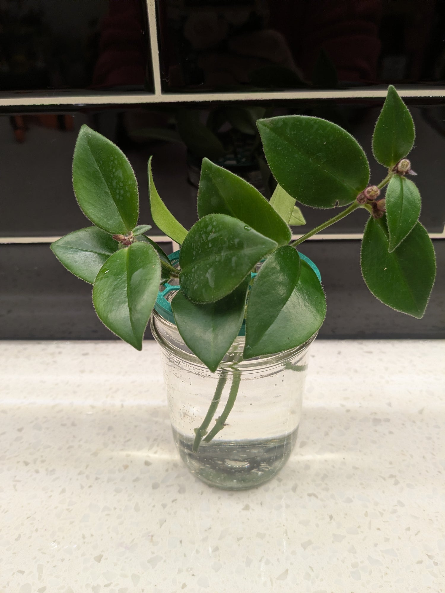 Lipstick Plant “Mona Lisa” - Clipping