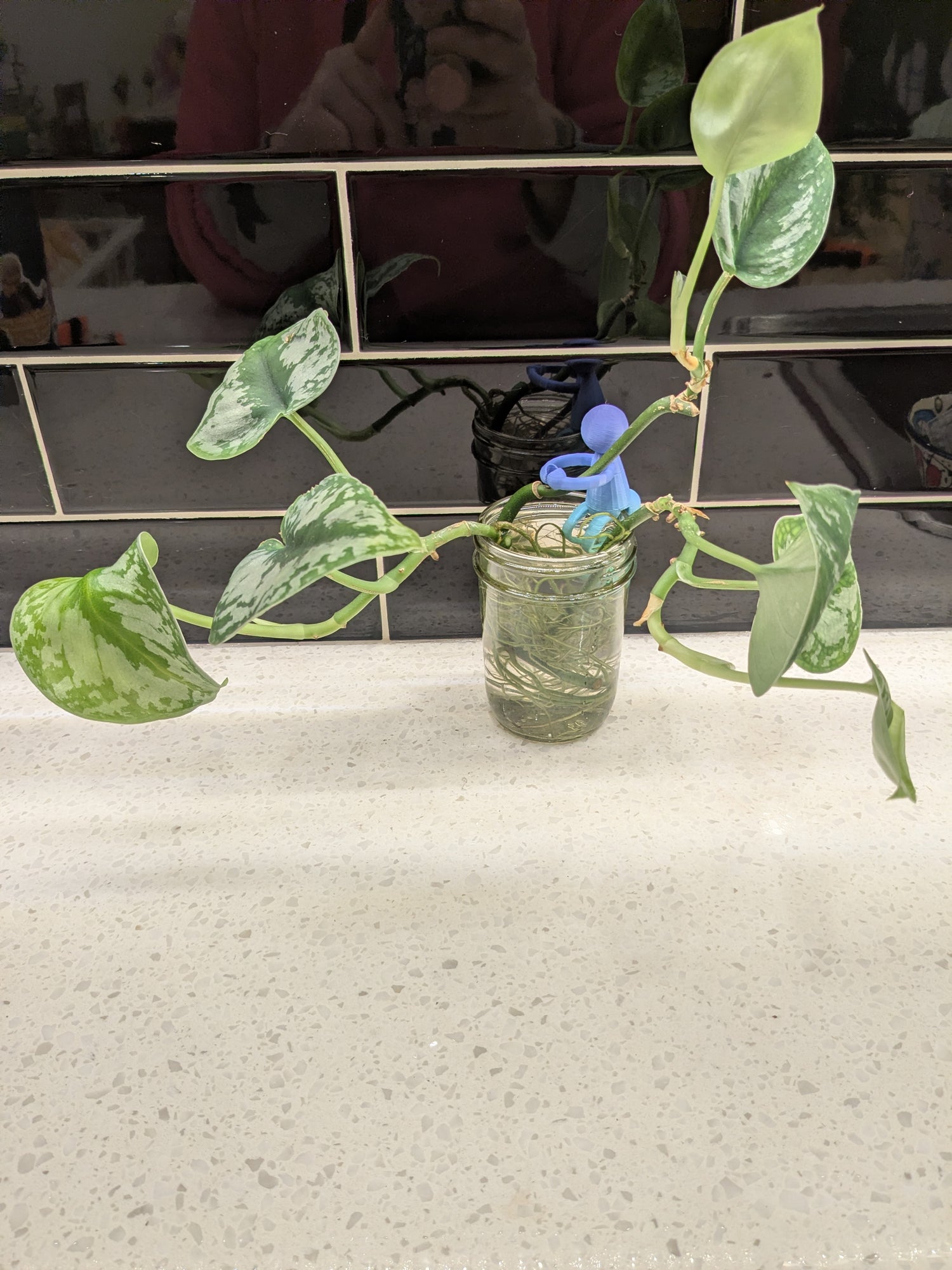 Pothos Silver Satin - Clipping