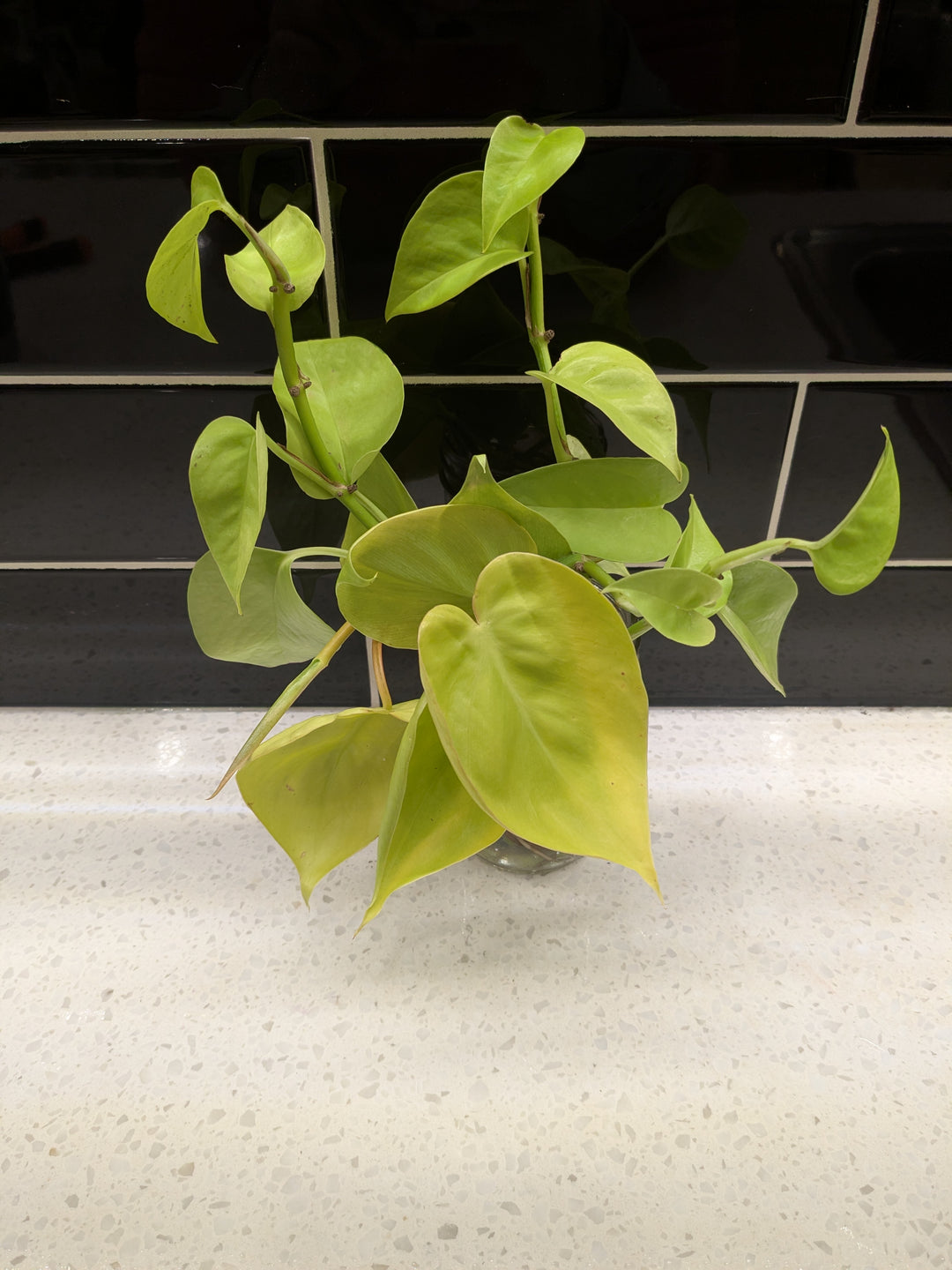 Pothos Neon - Clipping