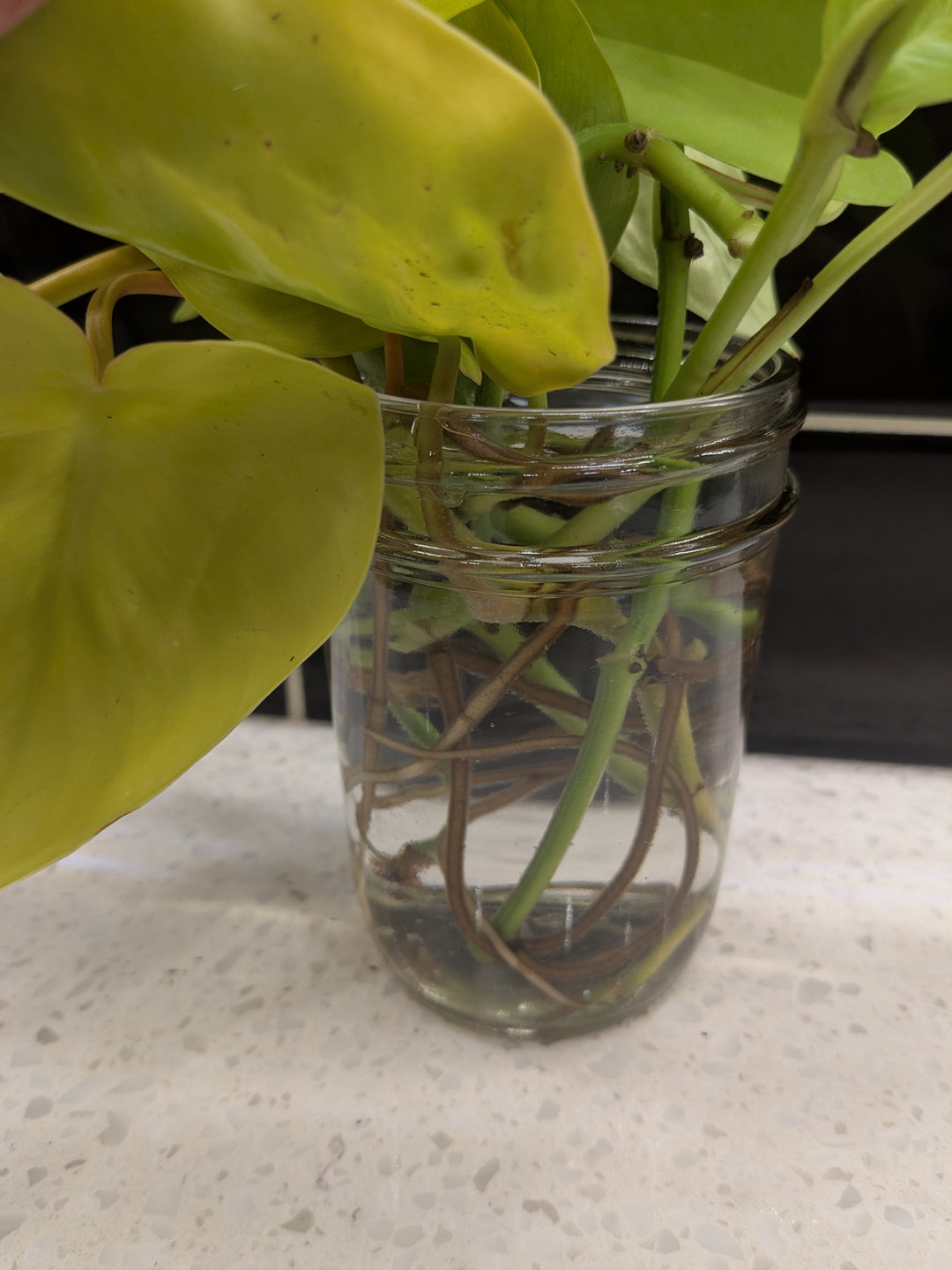 Pothos Neon - Clipping