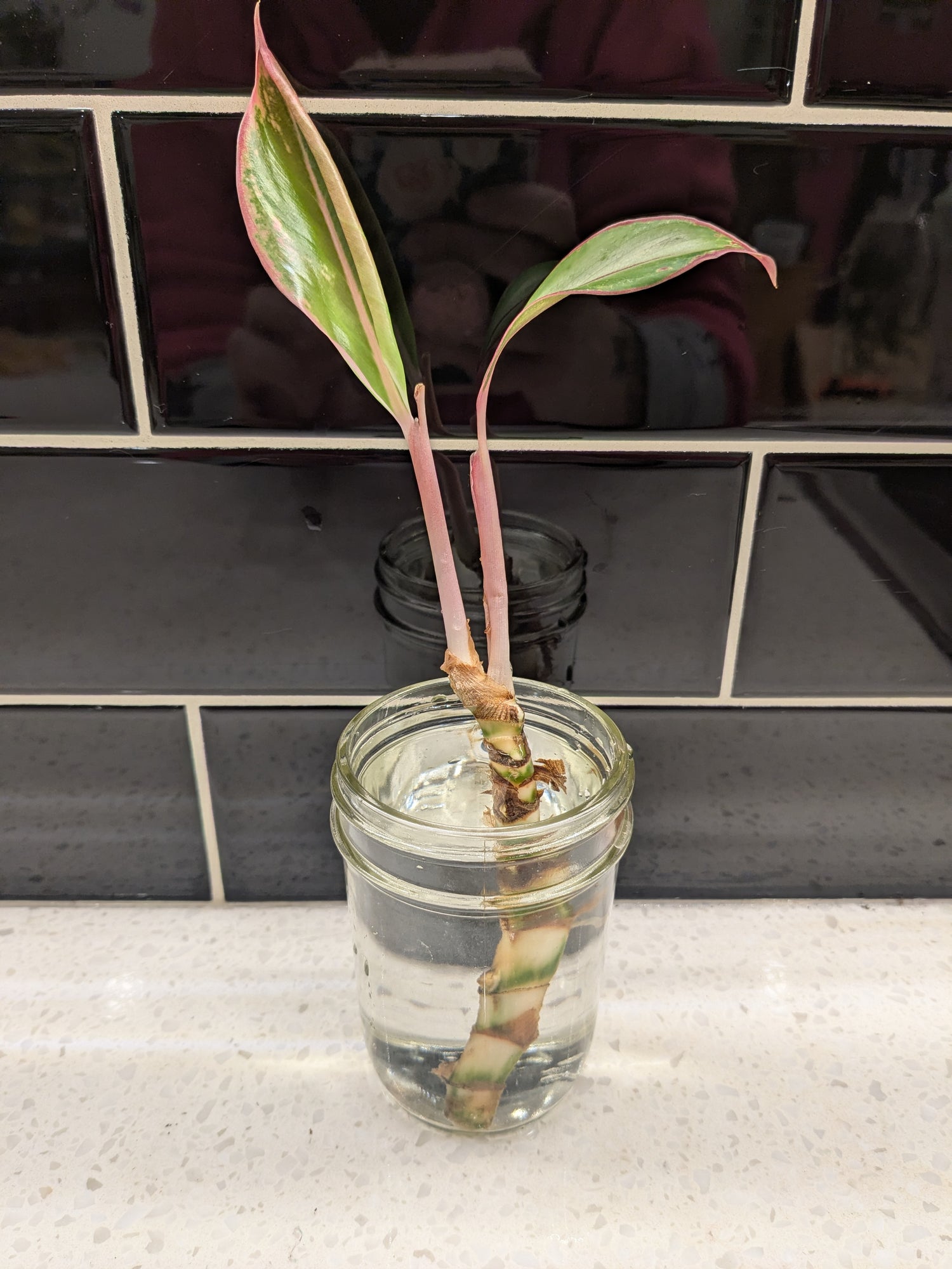 Chinese Evergreen Red Siam - Clipping