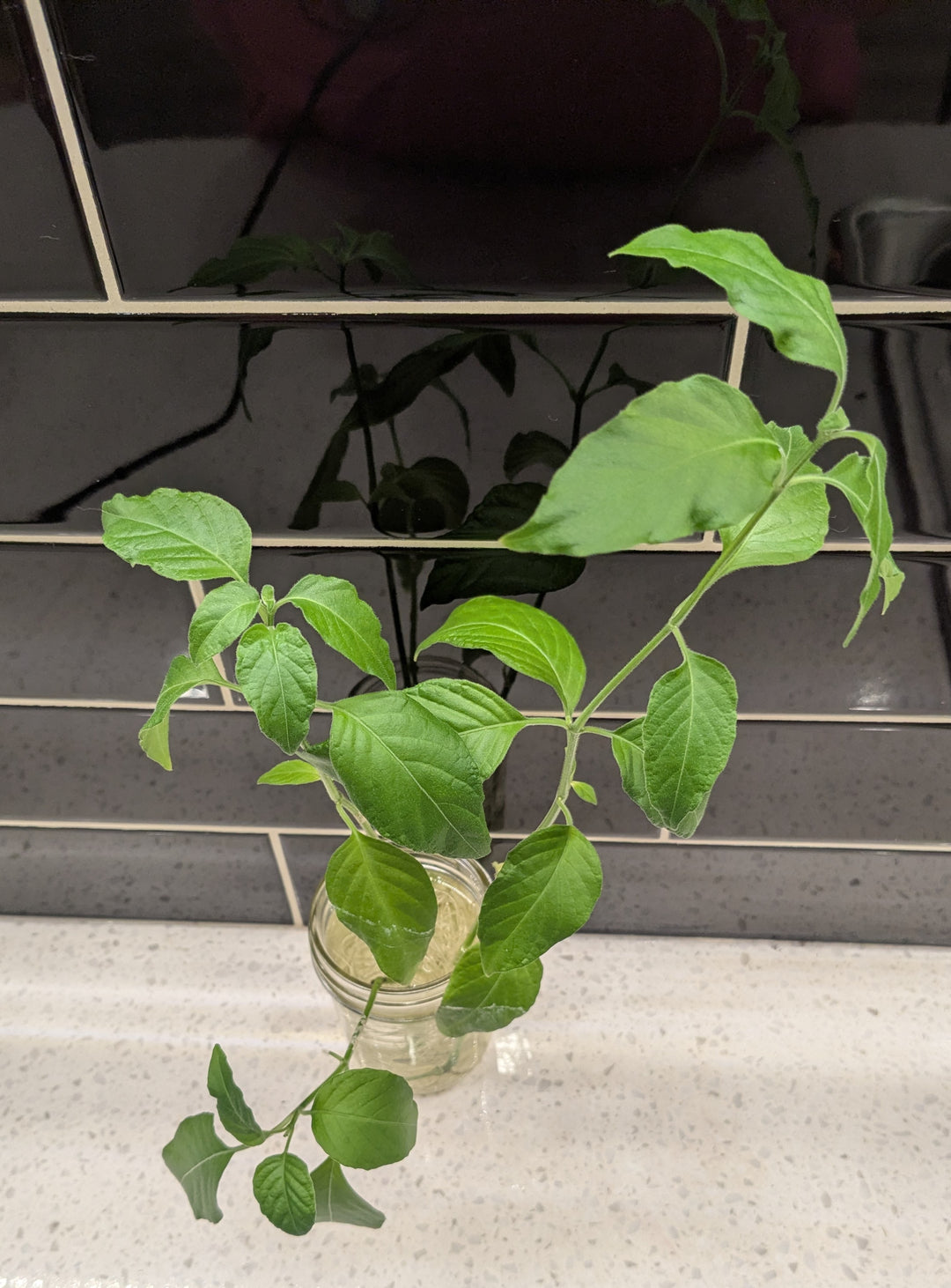 Shrimp Plant - Clipping