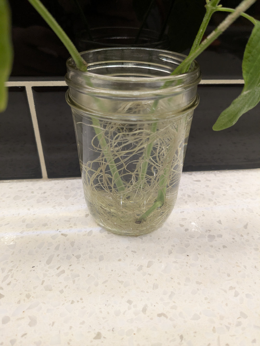 Shrimp Plant - Clipping