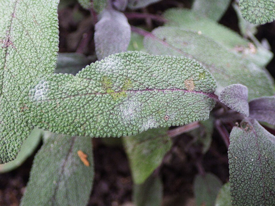 Sage, Garden