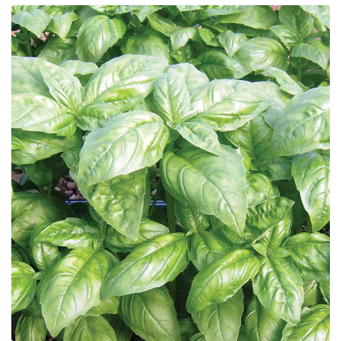 Basil, Dolly Genovese, Seeds