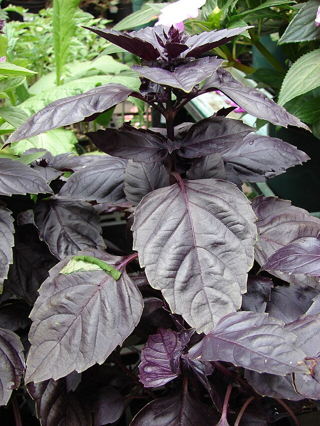 Basil, Red Rubin, Seedling