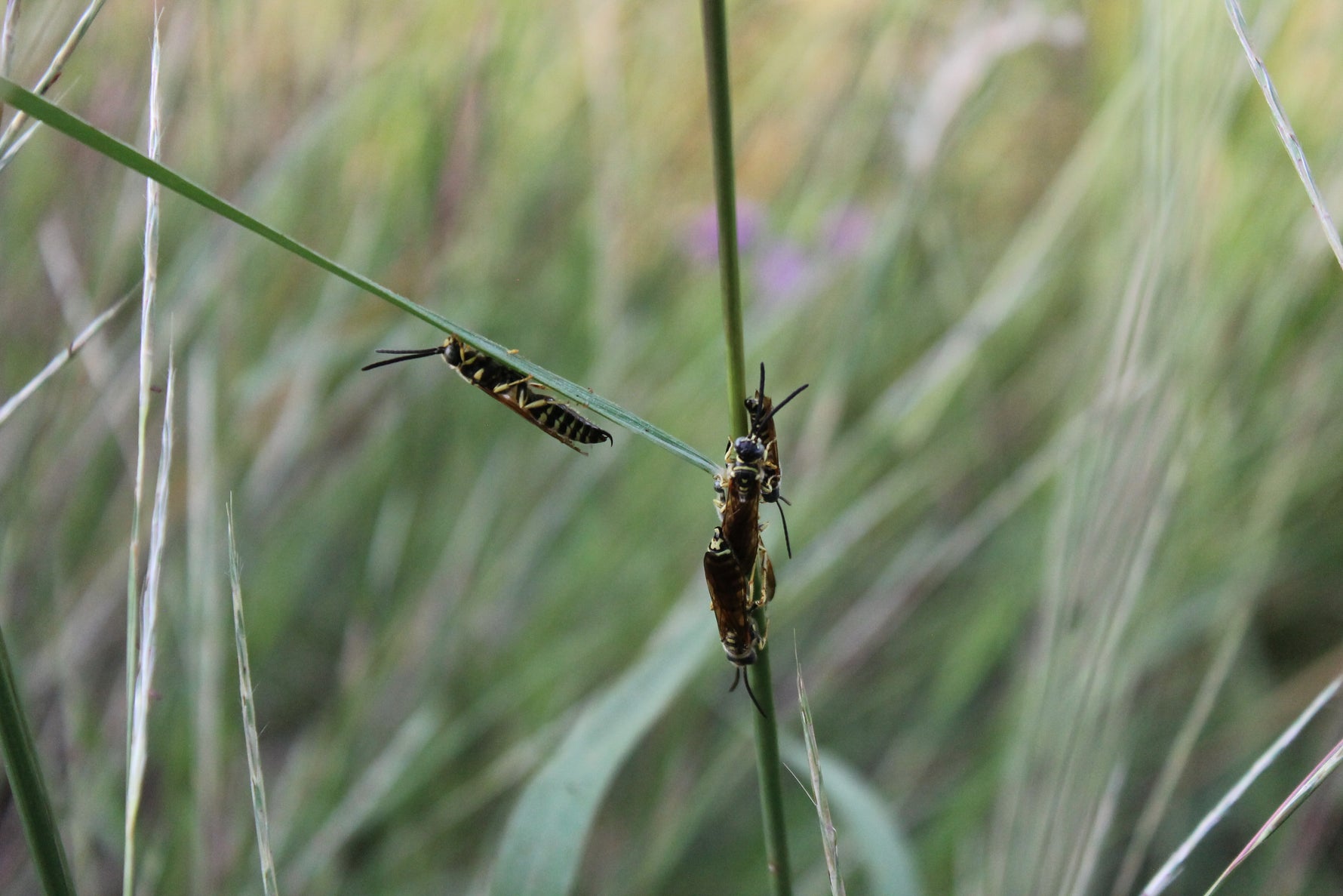 Thynnid Wasps_on_Little_blue_stem_grass
