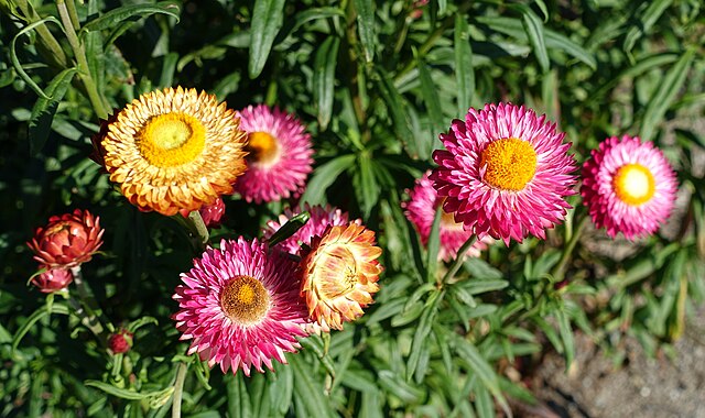 Strawflower