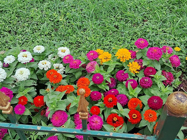 Zinnia, pom pom, Seedlings