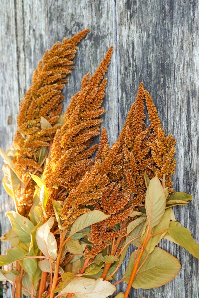 Amaranth Hot Biscuits Seedlings