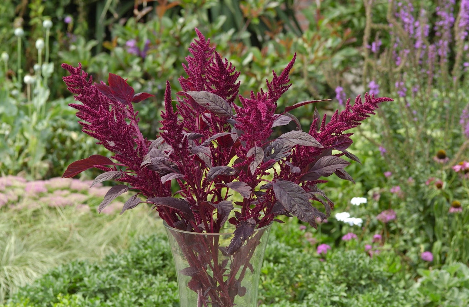 Amaranth Velvet Curtains Seedlings