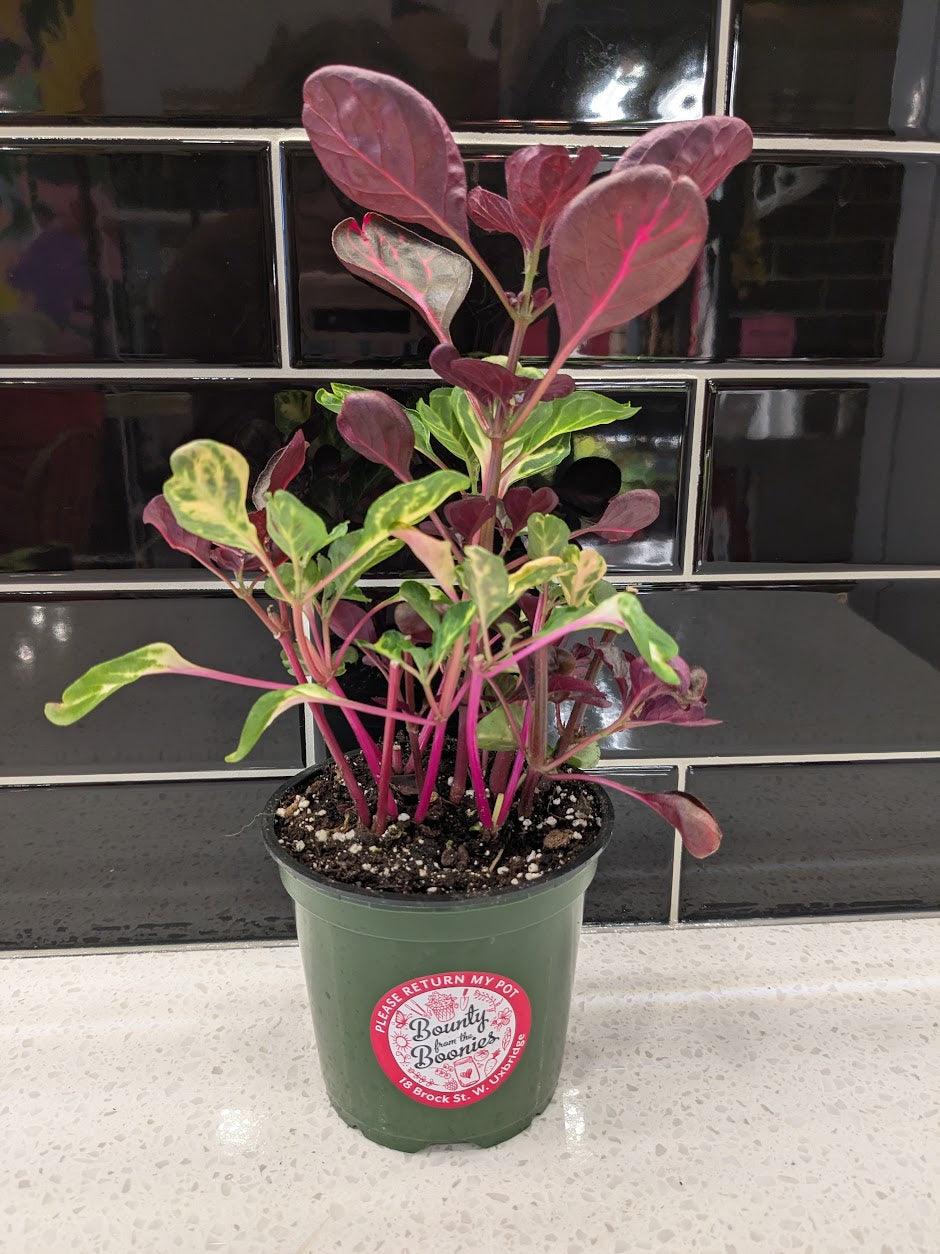 Bloodleaf Herbstii (Hybrid)