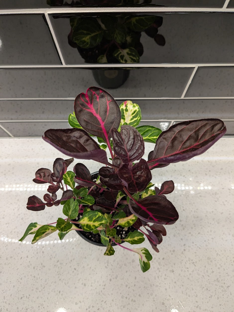 Bloodleaf Herbstii (Hybrid)