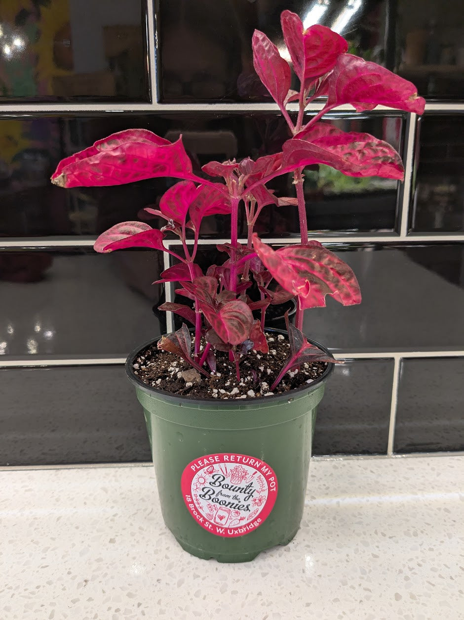 Bloodleaf
