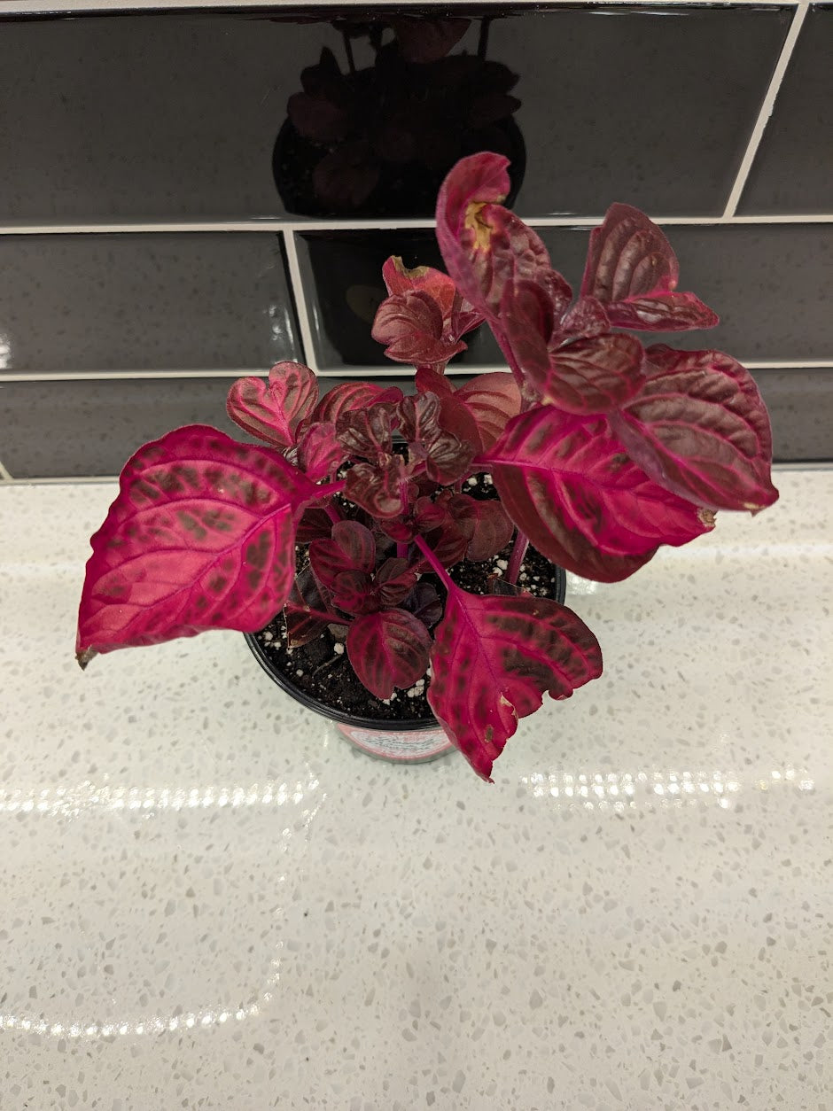 Bloodleaf