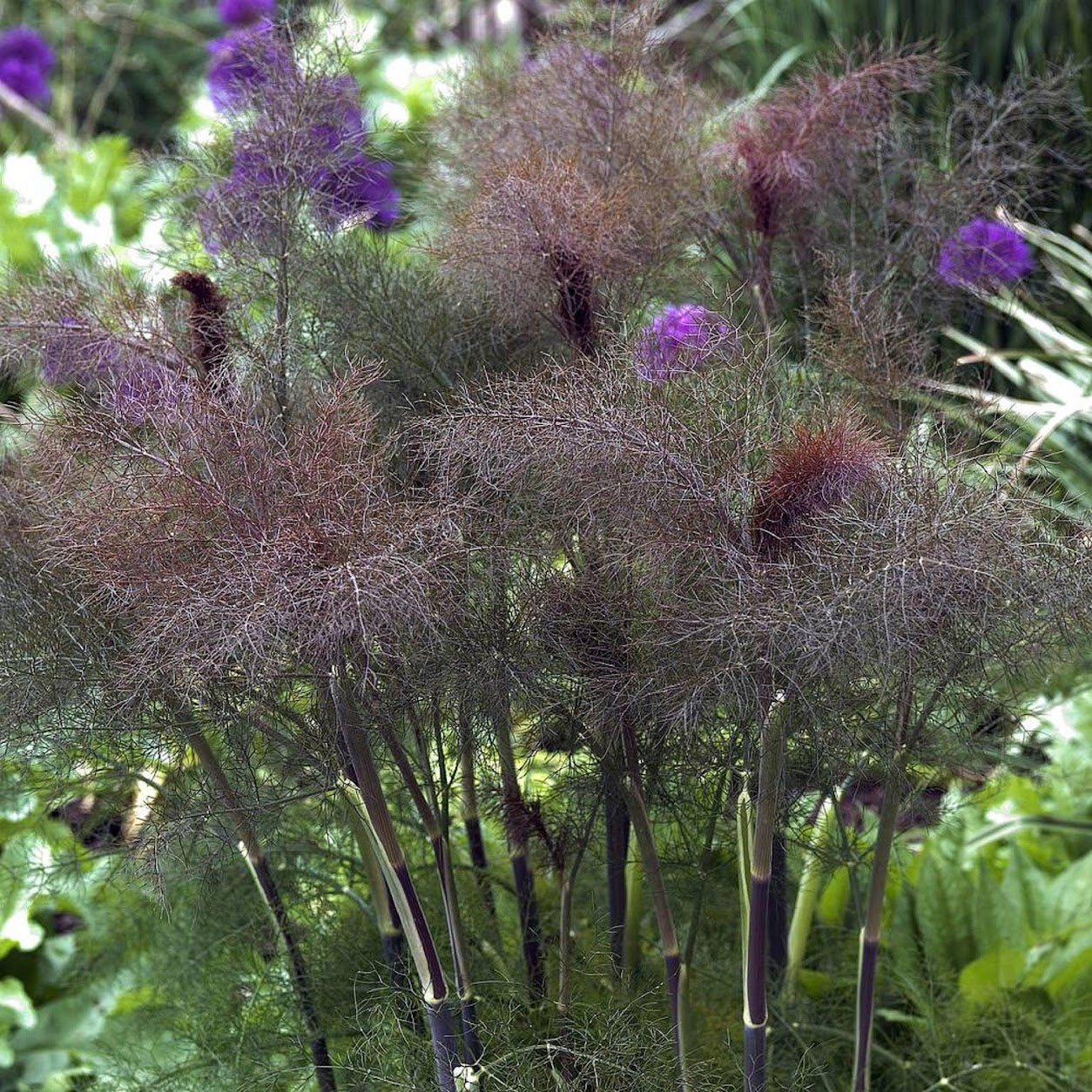 Bronze Fennel Seedlings