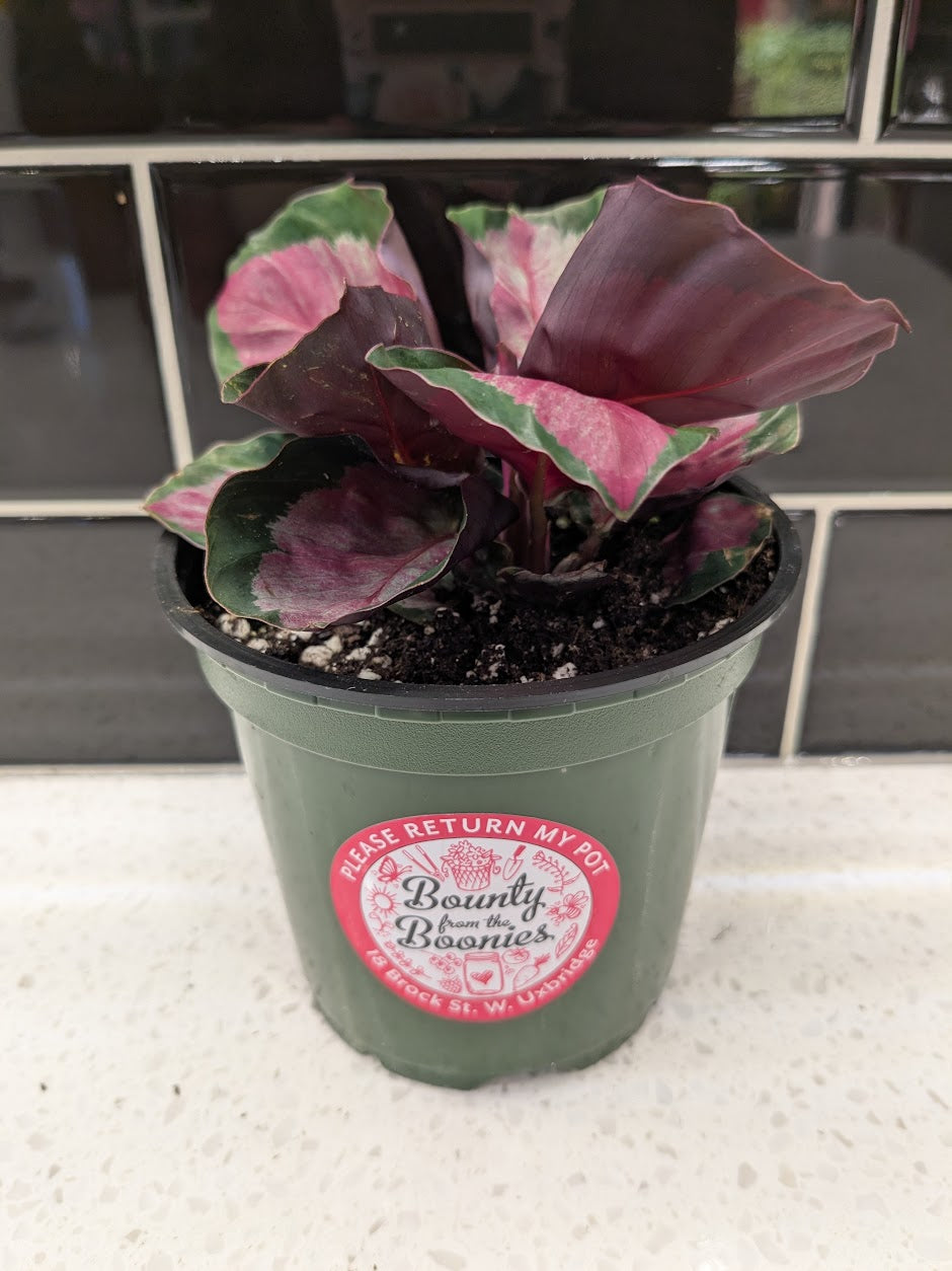 Calathea Roseopicta 3"