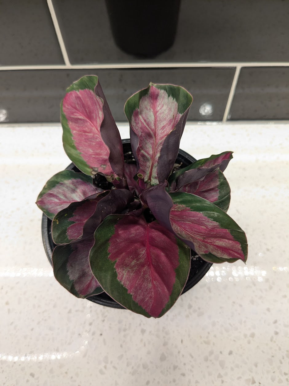 Calathea Roseopicta 3"