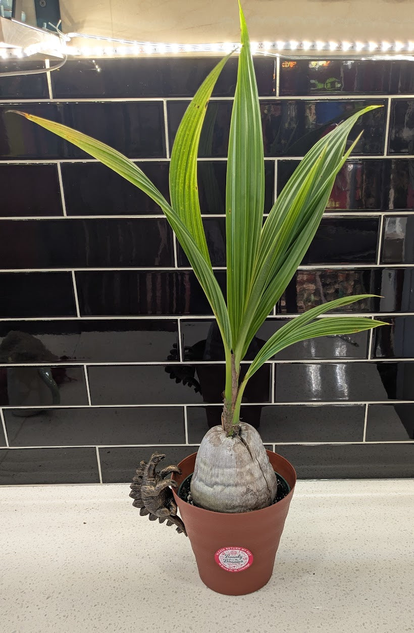 Coconut Palm