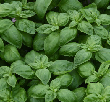 Basil, Dolce Fresca, Seedling