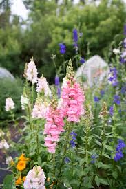 Snapdragon Tall Seedlings