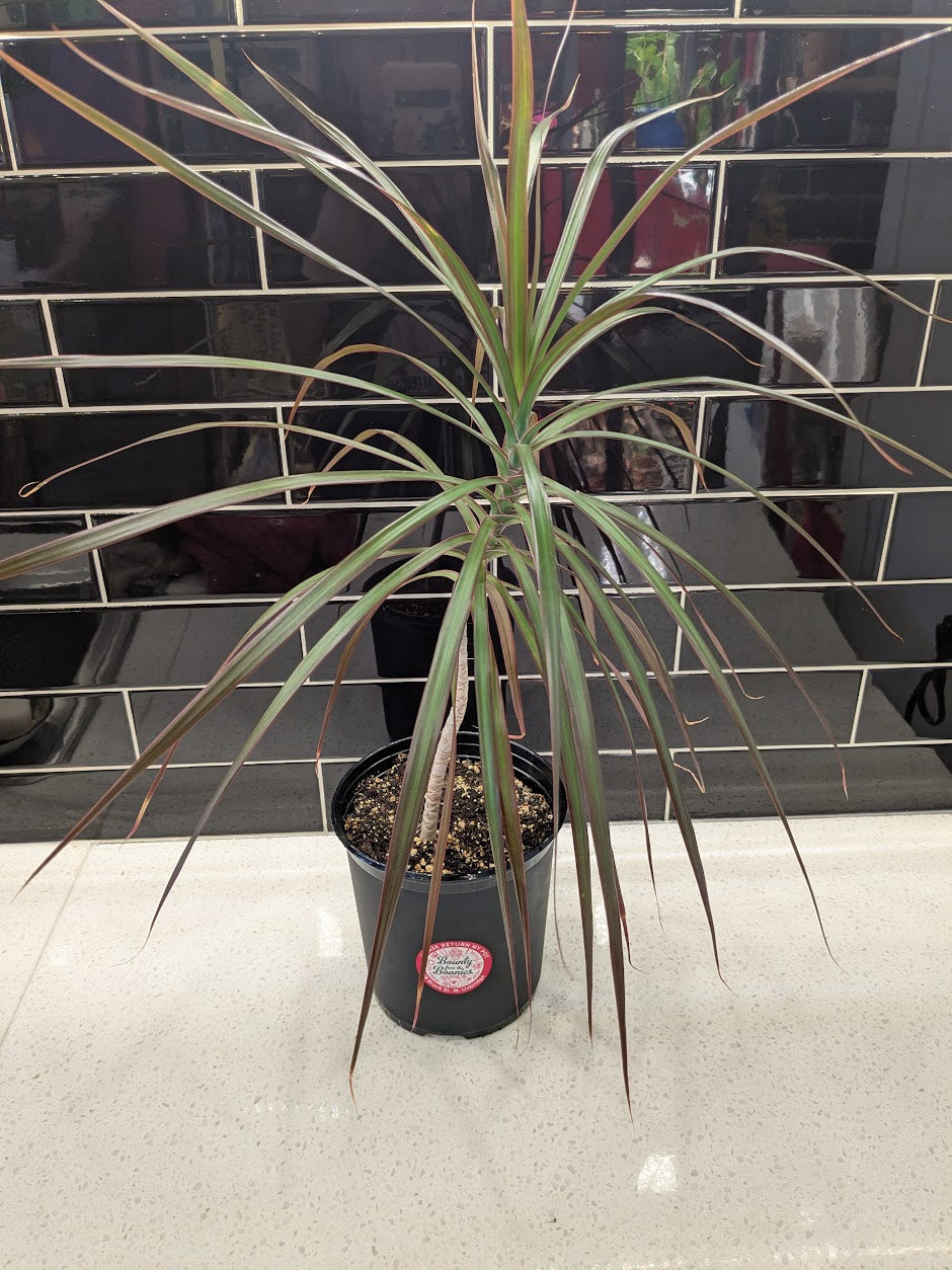 Dracaena Colourama