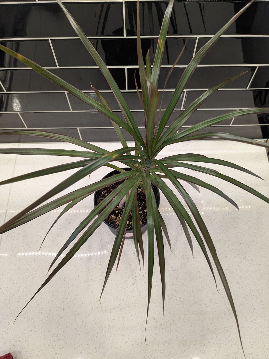 Dracaena Colourama