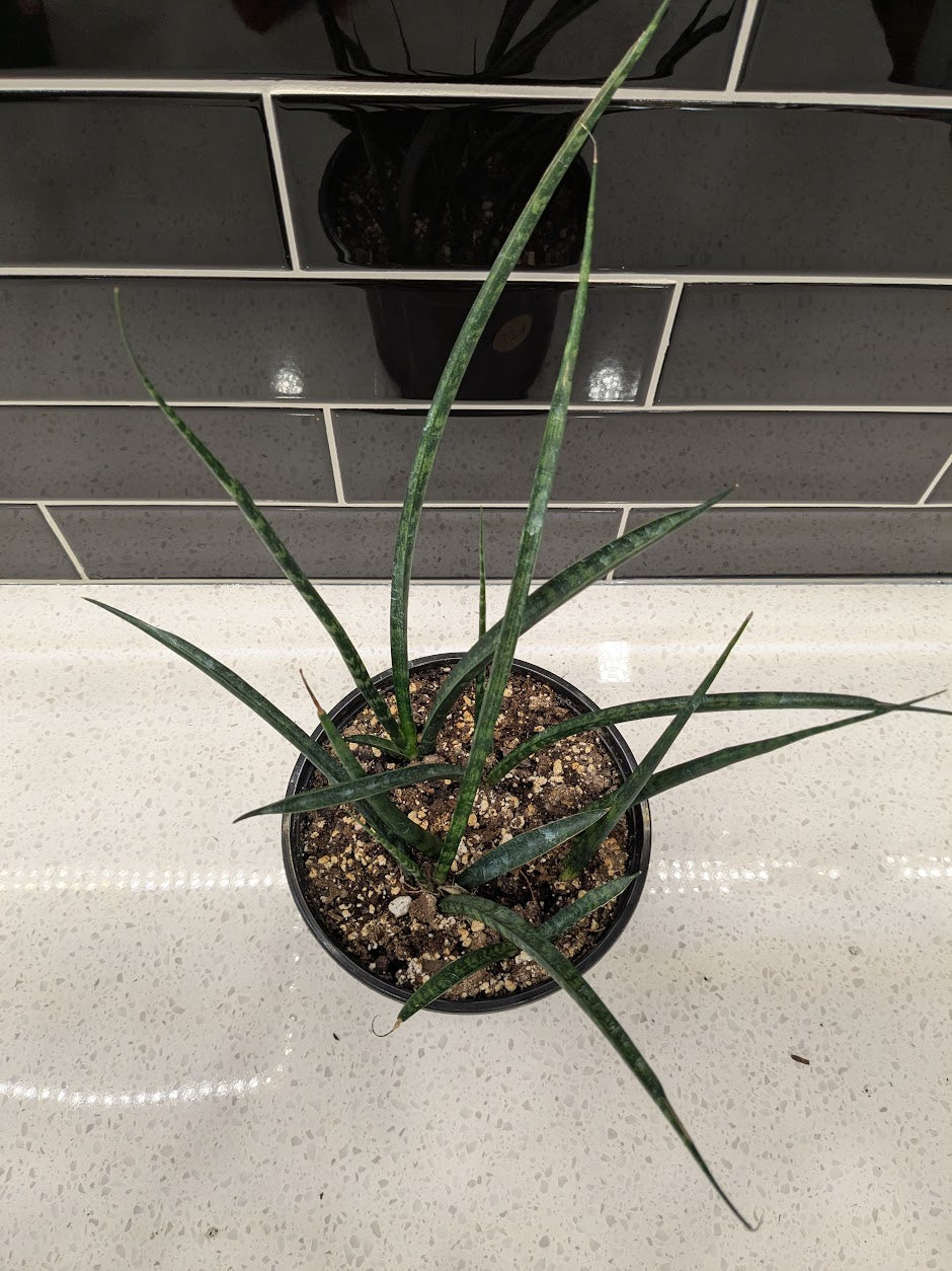 Sansevieria Fernwood