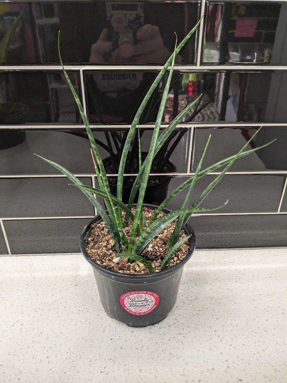 Sansevieria Fernwood