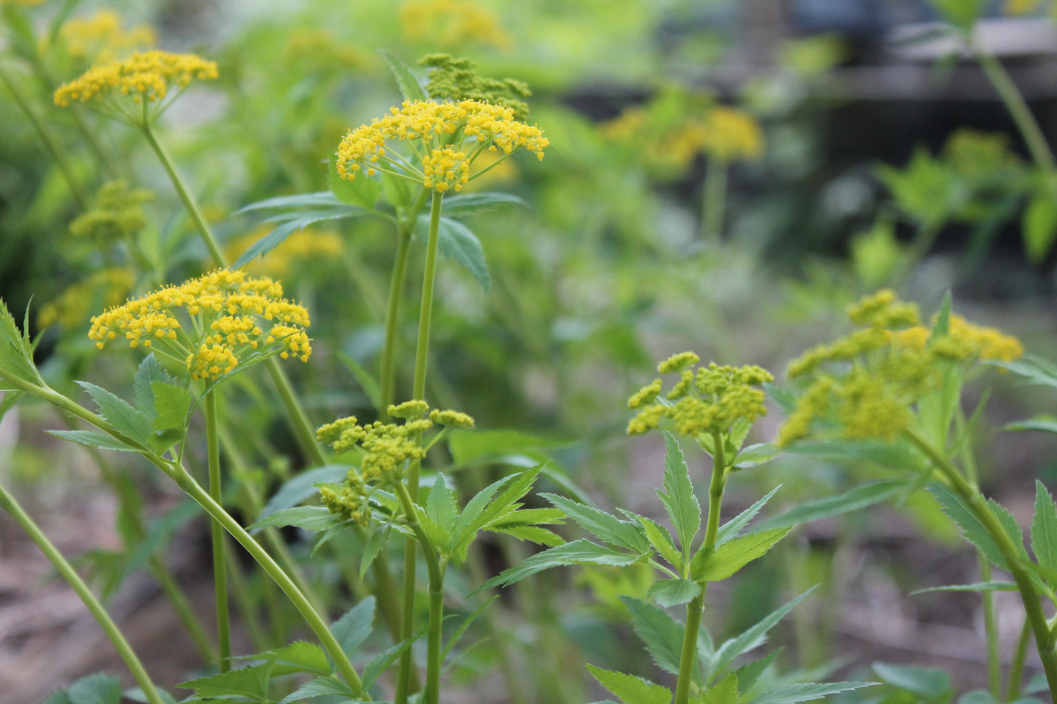 Golden Alexanders, Zizia aurea