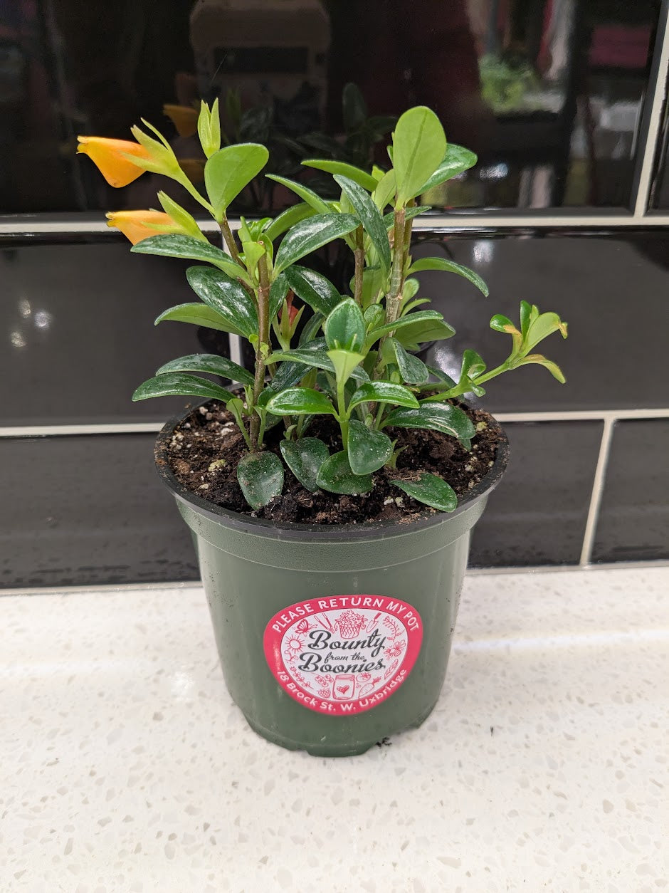Goldfish Plant