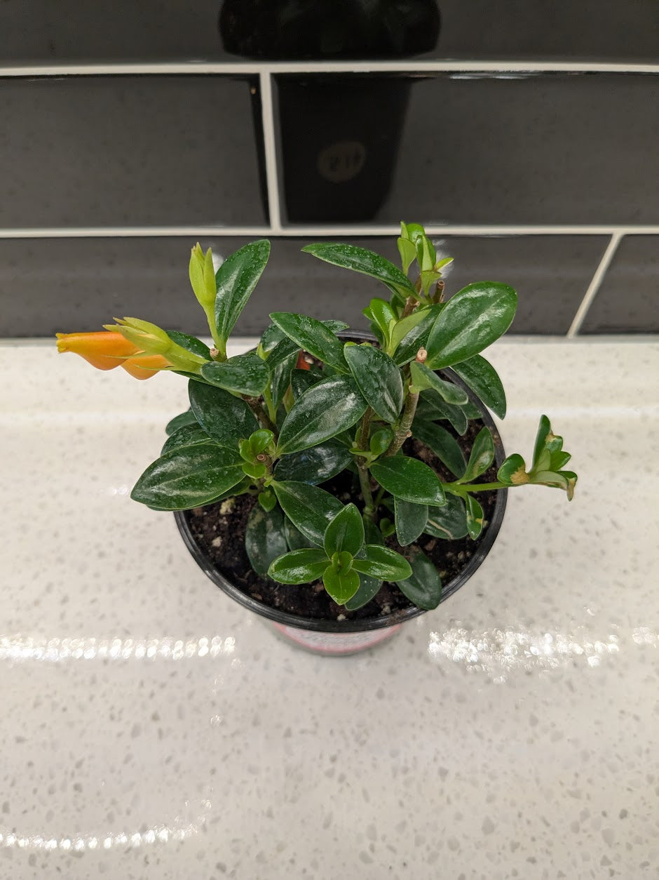 Goldfish Plant