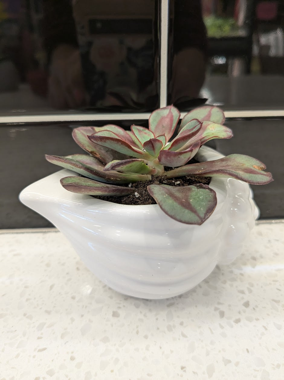 Thanks for Helping me Grow - Potted Plant bundle